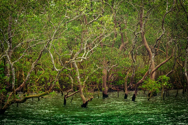 The Ultimate Guide to Booking a Sundarban Tour: A Foreign Traveler’s Handbook