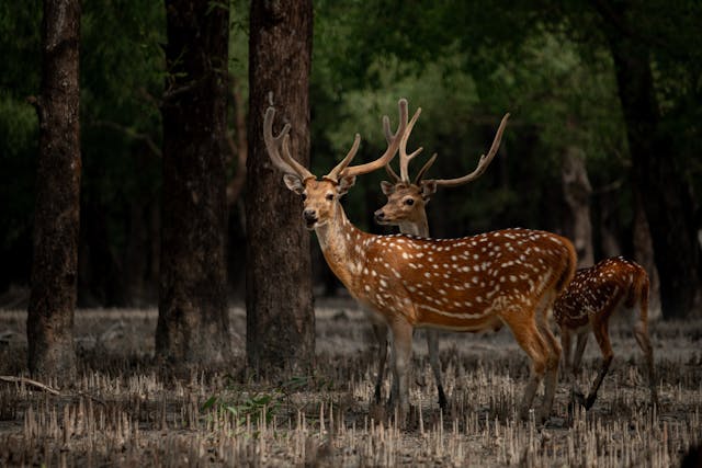 How to Book a Sundarban Tour: A Step-by-Step Guide