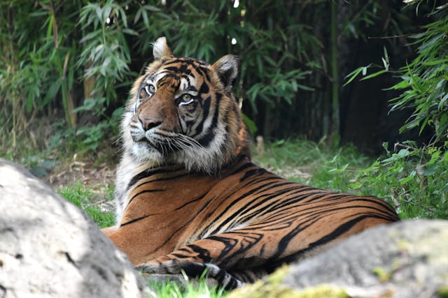 Is The Sundarbans Safe? Essential 2025 Tips for Visitors