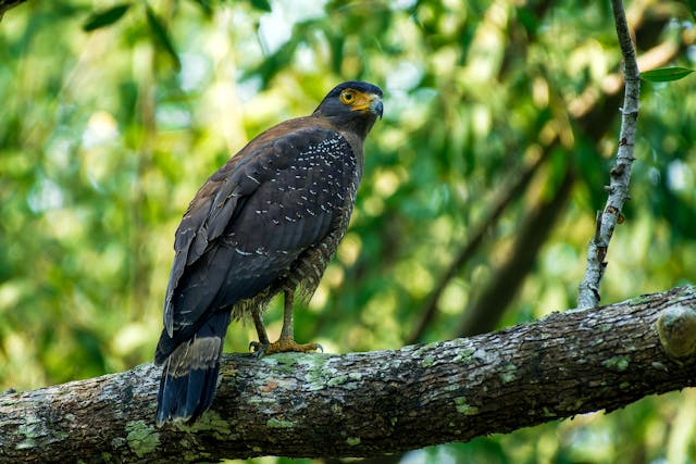 Sundarban Bird Watching Guide | Rare Species & Best Seasons