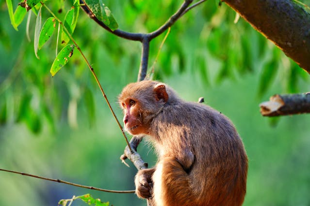 10 Amazing Sundarbans Animals to Spot | Wildlife Guide