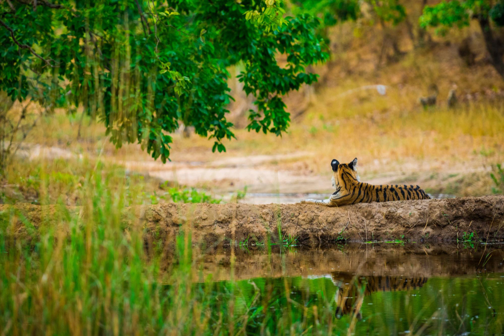 A Real 3-Day Sundarban Tour Itinerary from Khulna