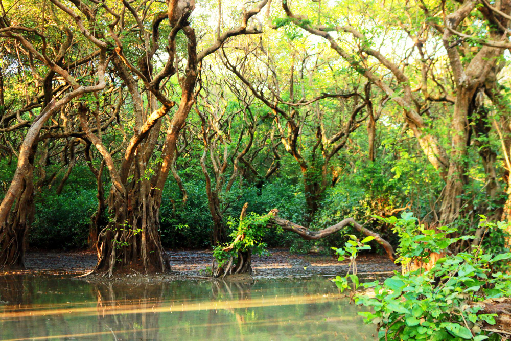Best Time to Visit Sundarbans?